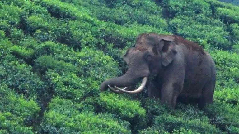 El elefante Padayappa es un héroe local en el estado indio de Kerala