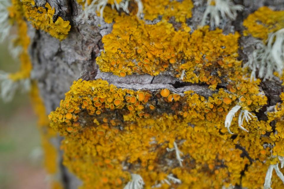 Orange lichens display cup-shaped fungal fruiting bodies at Secrest Arboretum.