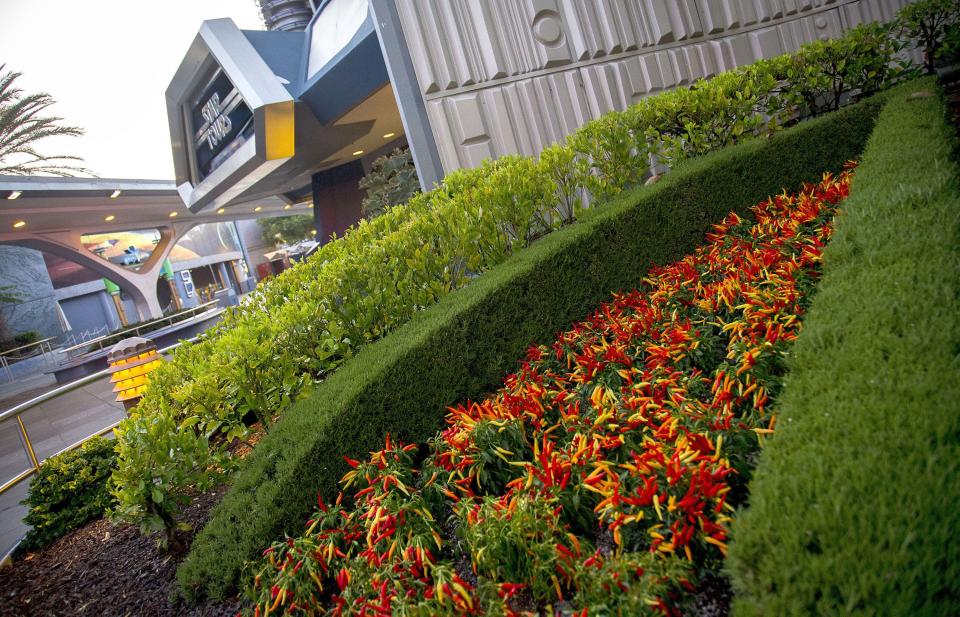 edible plants tomorrowland disneyland