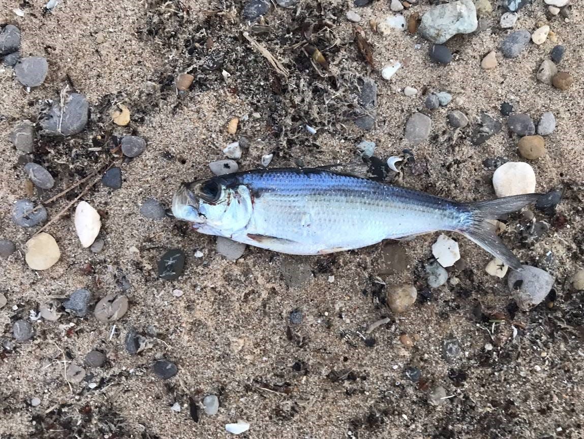 Lake Michigan alewife are experiencing a seasonal die-off.