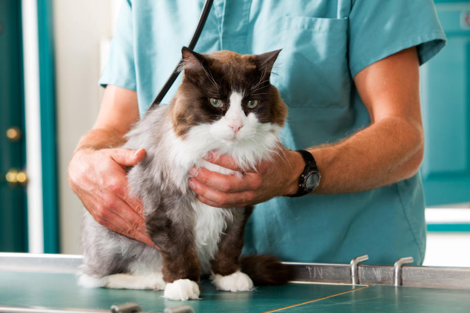 Les symptômes d'un AVC chez un chat peuvent varier en fonction de la région du cerveau affectée (Getty Images/iStockphoto)