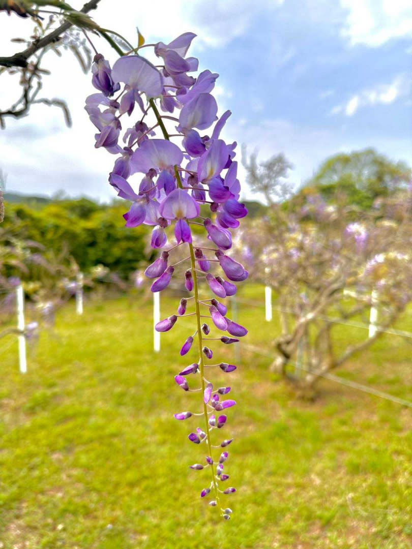 紫藤花狀似風鈴，微風吹過時還會傳來陣陣清香。（圖／翻攝臉書淡水紫藤花園-二號水源園區（原紫藤咖啡園二店）