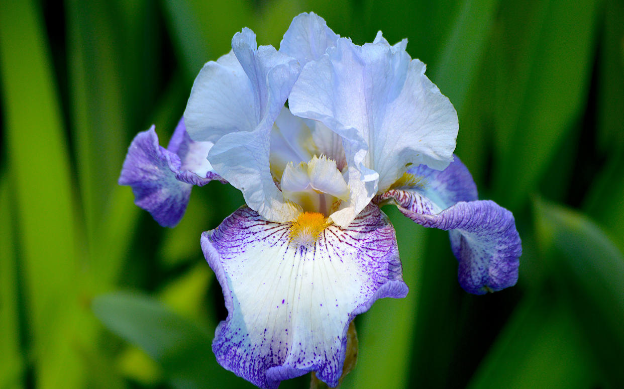 Iris flower. (Philippe Gerber / Getty Images)