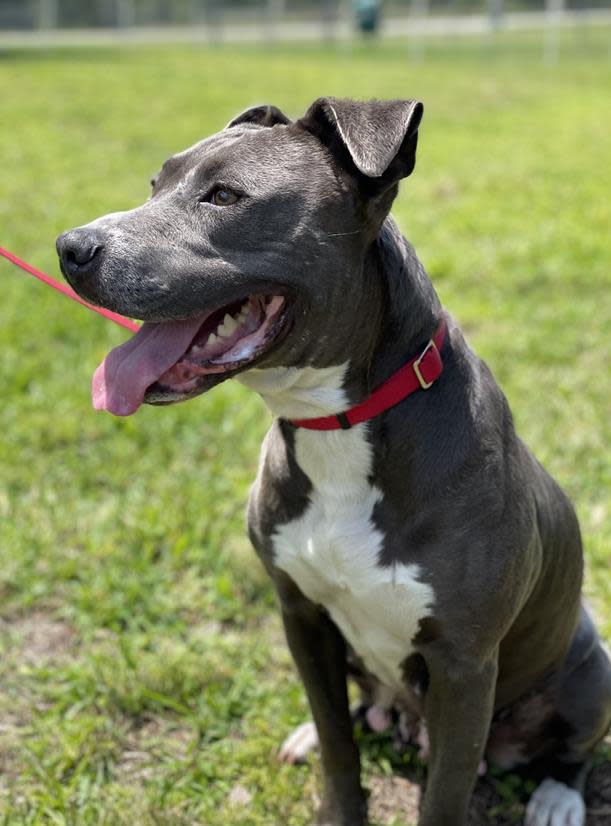 The Humane Society of Vero Beach & Indian River County has many animals available for adoption, including Shadow, a female 3-year-old who weighs 52 pounds.