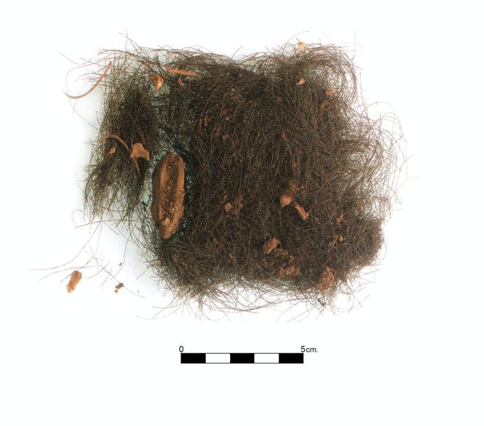 Muestra de cabello de la Edad del Bronce de Es Càrritx. ASOME-Universitat Autònoma de Barcelona, foto P. Witte., Author provided