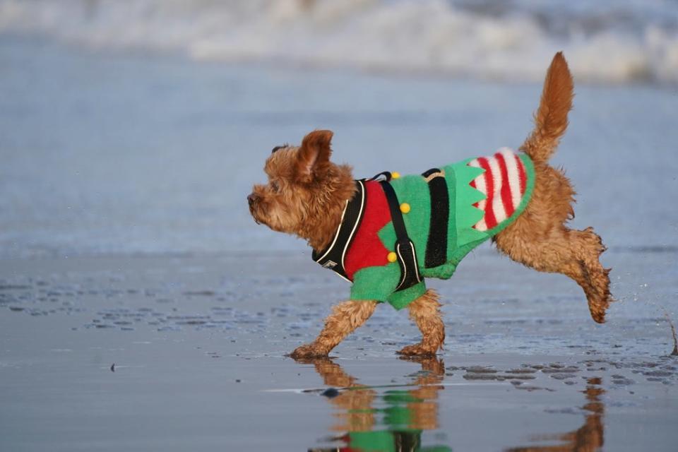 A dog wearing a Christmas jumper runs along the sand at Portobello Beach in Edinburgh (Andrew Milligan/PA) (PA Wire)