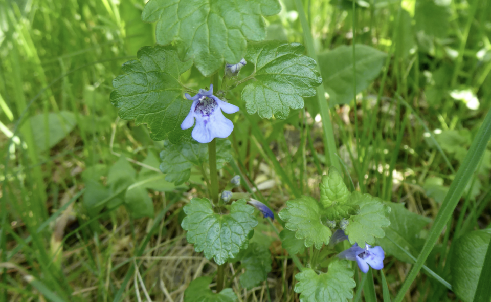 Während der Blütezeit zwischen April und Juni richten sich die Ranken des Gundermann, die normalerweise dicht über den Boden kriechen, wie eine Schlange auf, um ihre Blüten gut sichtbar zu präsentieren. Nach der Blüte legen sie sich wieder hin und kriechen weiter über den Boden. (Bild: Getty Images)