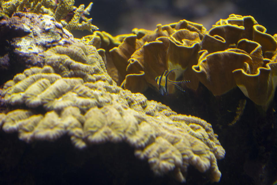 A fish swims in a coral reef as divers with gloved hands gently nestled the first self-bred corals from the World Coral Conservatory project amongst their cousins in Europe's largest coral reef at the Burgers' Zoo in Arnhem, eastern Netherlands, Monday, April 22, 2024. (AP Photo/Peter Dejong)