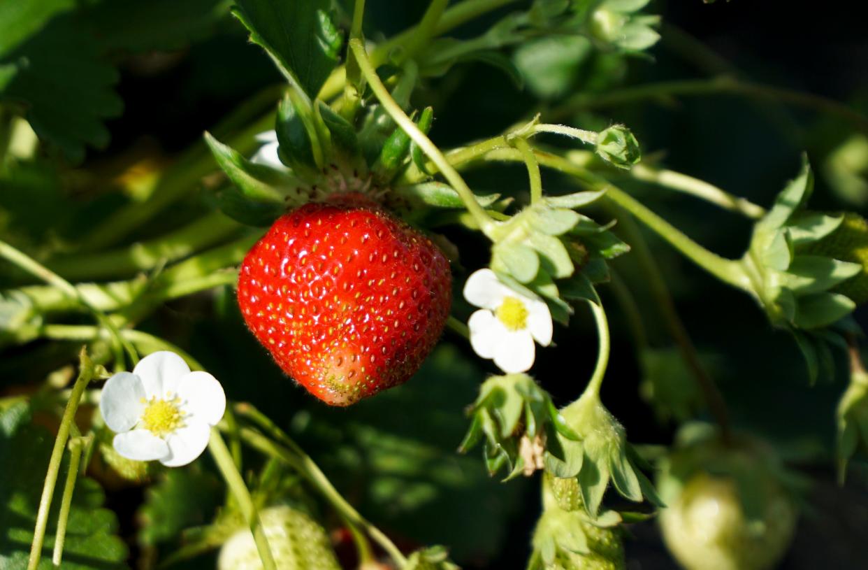 A strawberry hangs from a plant at Rutherford's Farms in Blount County on April 26, 2019.