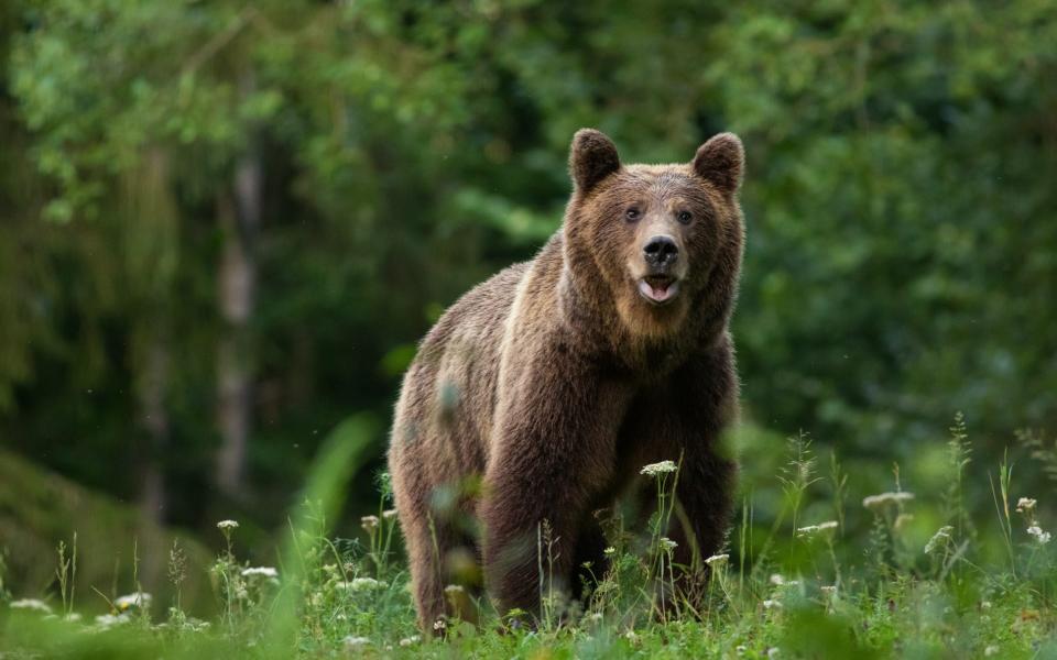 Romania brown bear - DrDjJanek/Getty Images