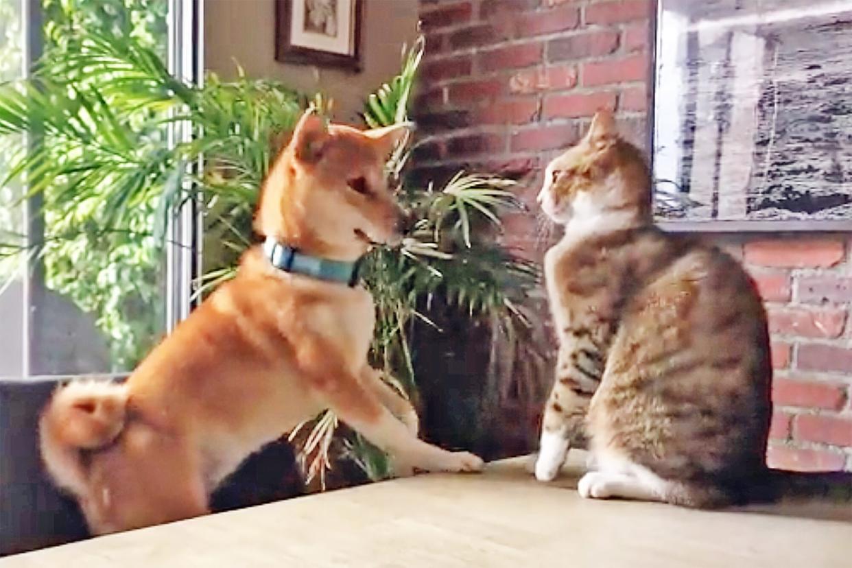 dog plays with cat on table