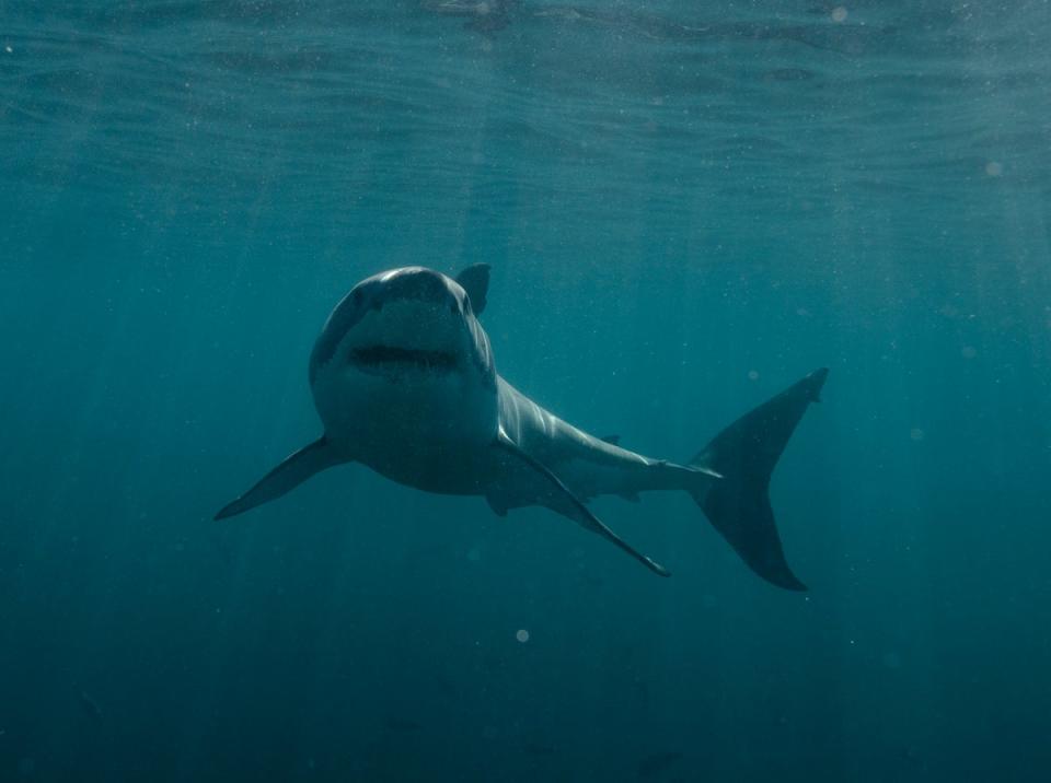Sharks are better able to navigate currents than man-made devices (Discovery/AP)