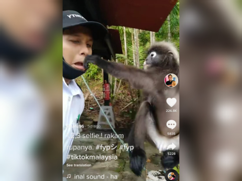 Security guard Muhamad Hafiidz Hamzah is highly sought after now thanks to Lisa the Dusky leaf monkey. — TikTok screencap