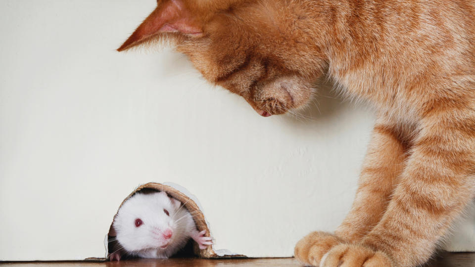 Ginger cat peering into mouse hole in the wall