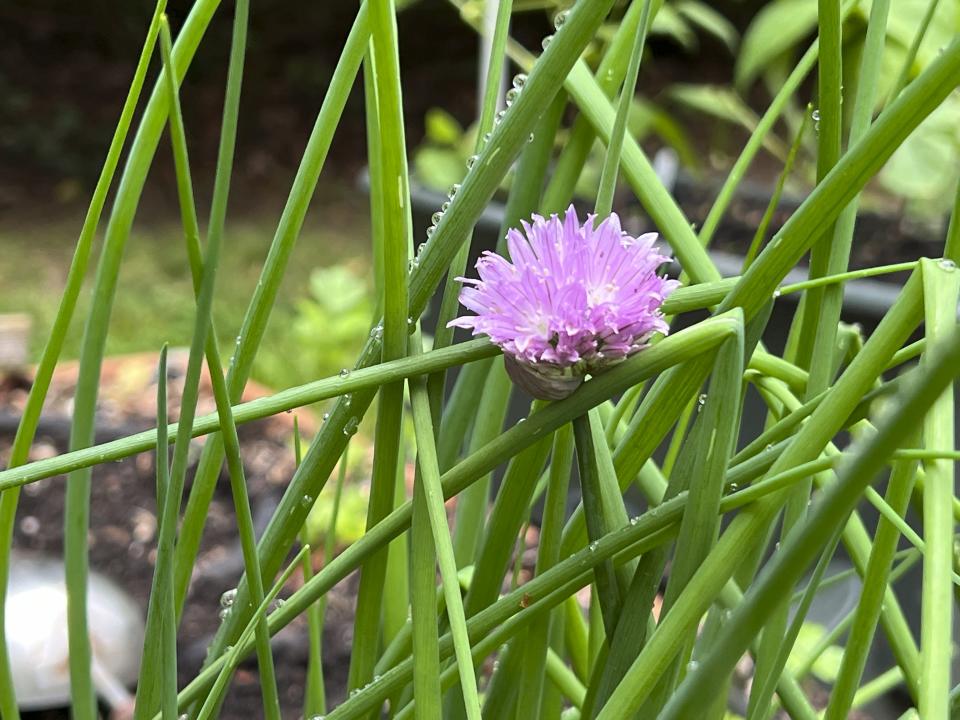 This May, 15, 2024, image provided by Jessica Damiano shows chives growing on Long Island, NY. (Jessica Damiano via AP)