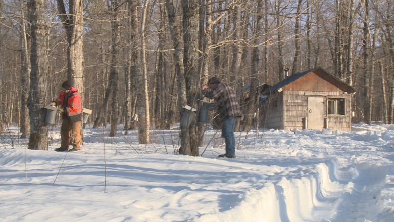 'I was the walking dead': Former addicts, criminals now making maple syrup