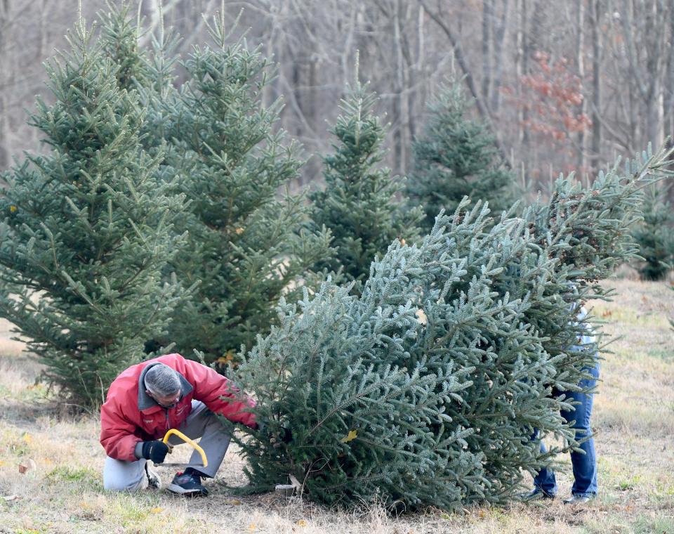 Bryant and Rose Bartolone of Massillon pick out and cut down their perfect Christmas tree on Monday at Windy Hill Tree Farm in Tuscarawas Township.