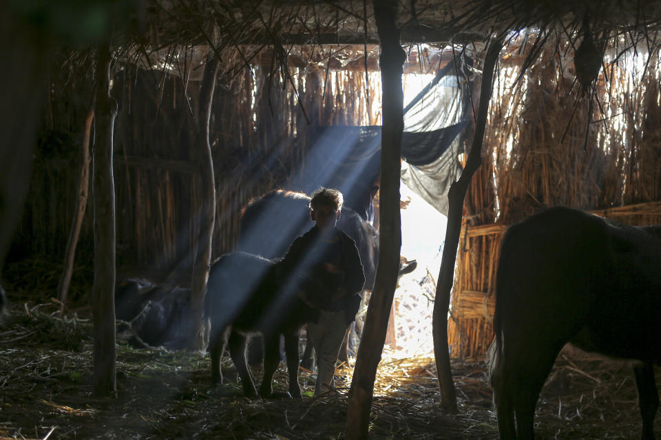 An Iraqi boy tends to water buffalos in the Chibayish marshes where animals have struggled and died due to high salinity amid water shortages in Dhi Qar, Iraq, Sunday, Nov. 20, 2022. (AP Photo Anmar Khalil).