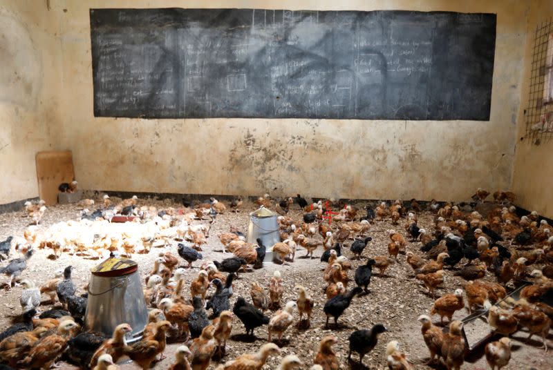 Chicks are seen in a classroom converted into a poultry house because of the Coronavirus disease (COVID-19) in the town of Wang'uru