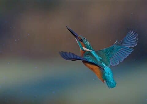 Kingfisher spotting is a highlight - Credit: getty