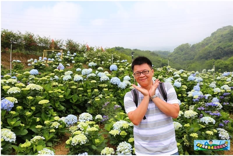 新北市萬里｜高家繡球花