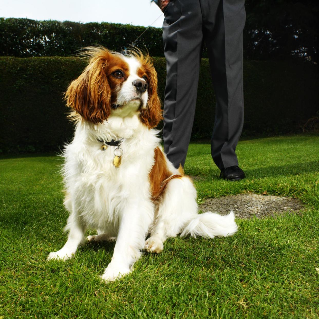 20 best dog breeds for families cavalier king charles spaniel