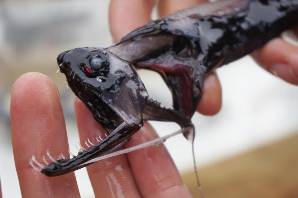 This April 2019 photo provided by Audrey Velasco-Hogan shows a dragonfish during a specimen collection session along the coast of San Diego, Calif. The deep-sea creature's teeth are transparent underwater - virtually invisible to prey. According to research released on Wednesday, June 5, 2019, they are made of the same materials as human teeth, but the microscopic structure is different. And as a result, light doesn’t reflect off the surface. (Audrey Velasco-Hogan via AP)