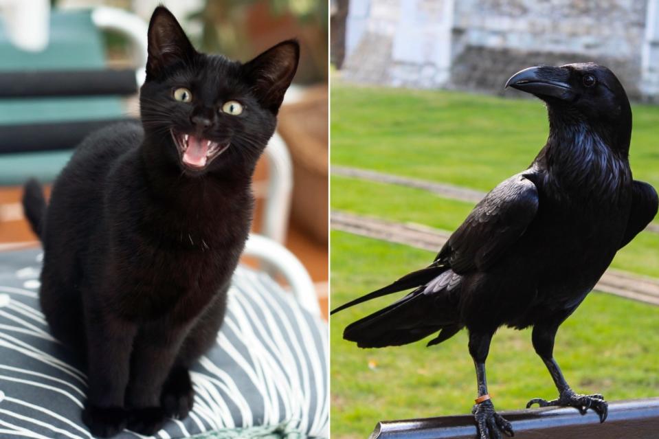 Schwarz wie die Nacht und dabei nicht weniger unheimlich: Katze und Krähe. (Symbolbild: Getty Images)
