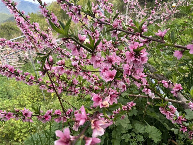 梨山是水蜜桃最大產地，農民反映因氣候異常，水蜜桃只開花不結果，今年產量恐怕只有往年的3成。(圖／翻攝畫面)