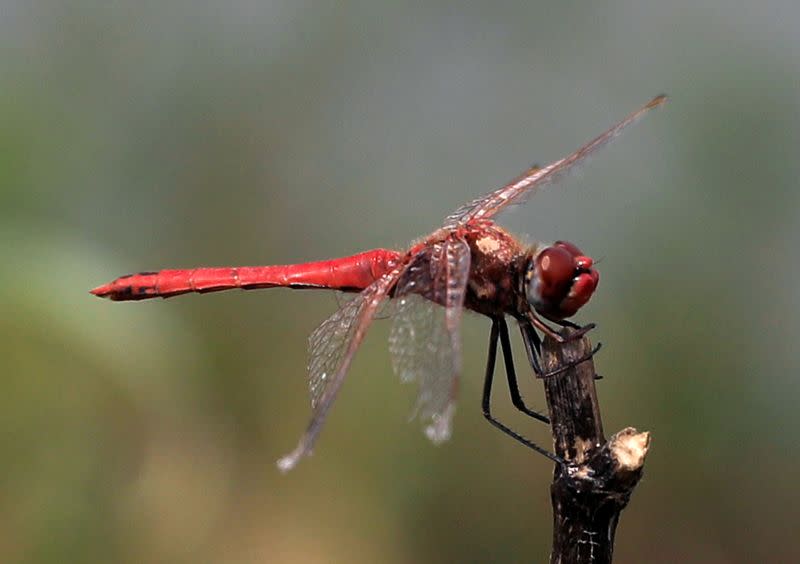 FILE PHOTO: A dragonfly rests on the twig near the lake in Taanayel