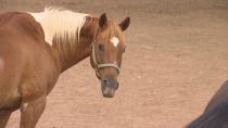 Horses live out golden years with 'no stress' at Buddhist sanctuary