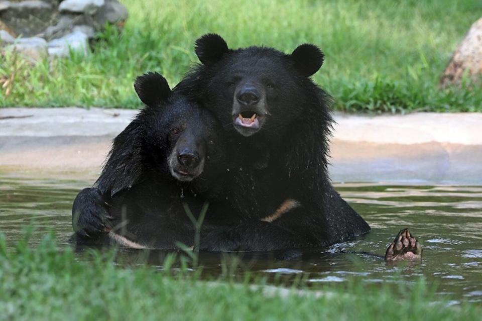 Bile Bear Sanctuary