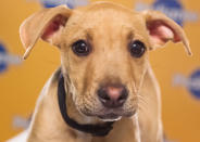 Jenny, a 13-week-old pit bull/hound mix, is simply a "very sweet girl." (Photo by Keith Barraclough/DCL)
