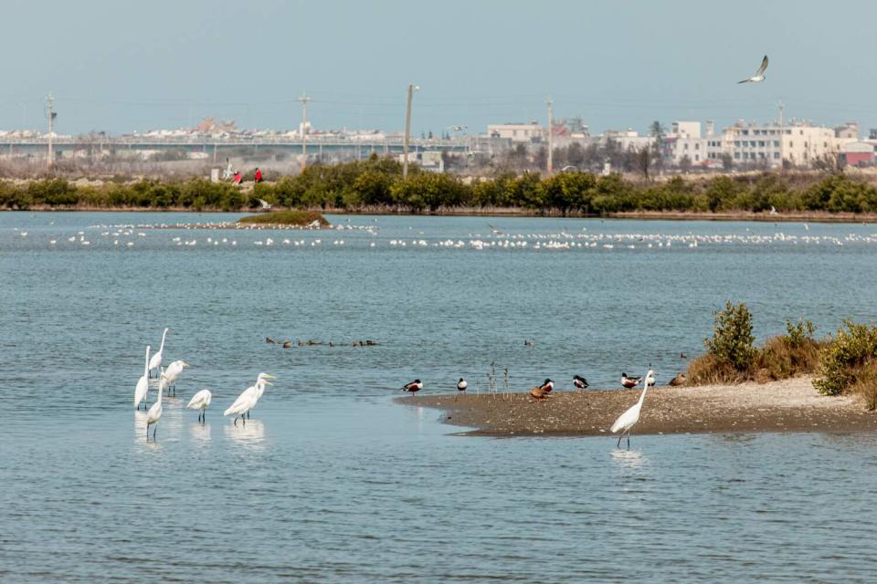 嘉義縣政府與雲嘉南風管處首次在布袋濕地舉辦賞鳥活動，多種候鳥吸引鳥友目光。   圖：嘉義縣政府/提供