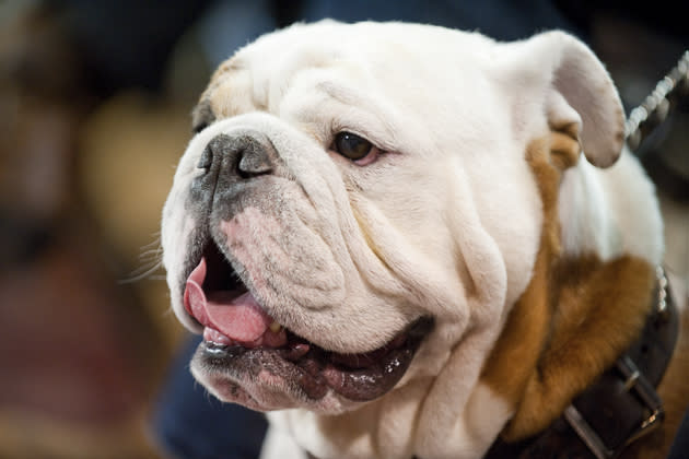 Bully, Mississippi State University