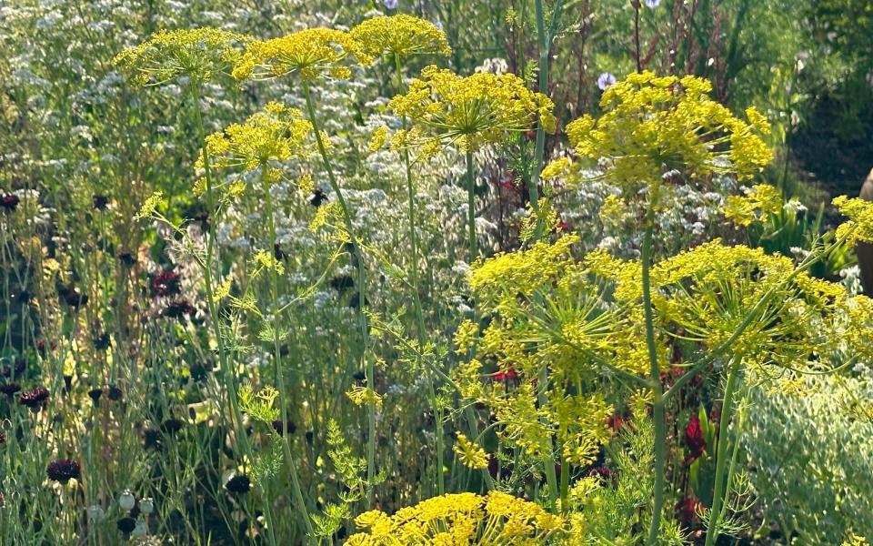 McVicar: 'The great thing about a herb garden is: the more you pick it, the more it responds'