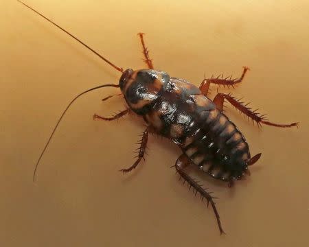 A Madagascar hissing cockroach is pictured in this undated handout photo provided by the San Francisco Zoo. REUTERS/Marianne Hale/San Francisco Zoo/Handout via Reuters