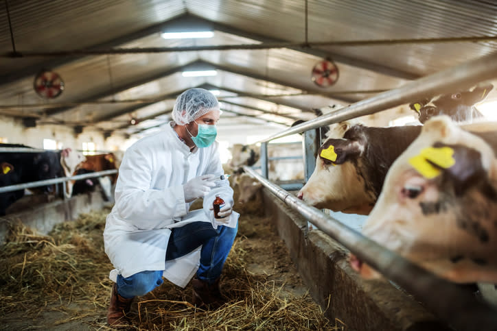 masked person in a barn with cows