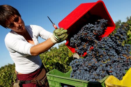 FILE PHOTO: A worker collects grapes for wine during harvest at a vineyard of the Tenuta dell'Ornellaia estate in the village of Castagneto Carducci in Tuscany, Italy September 21, 2011. REUTERS/Tony Gentile/File Photo