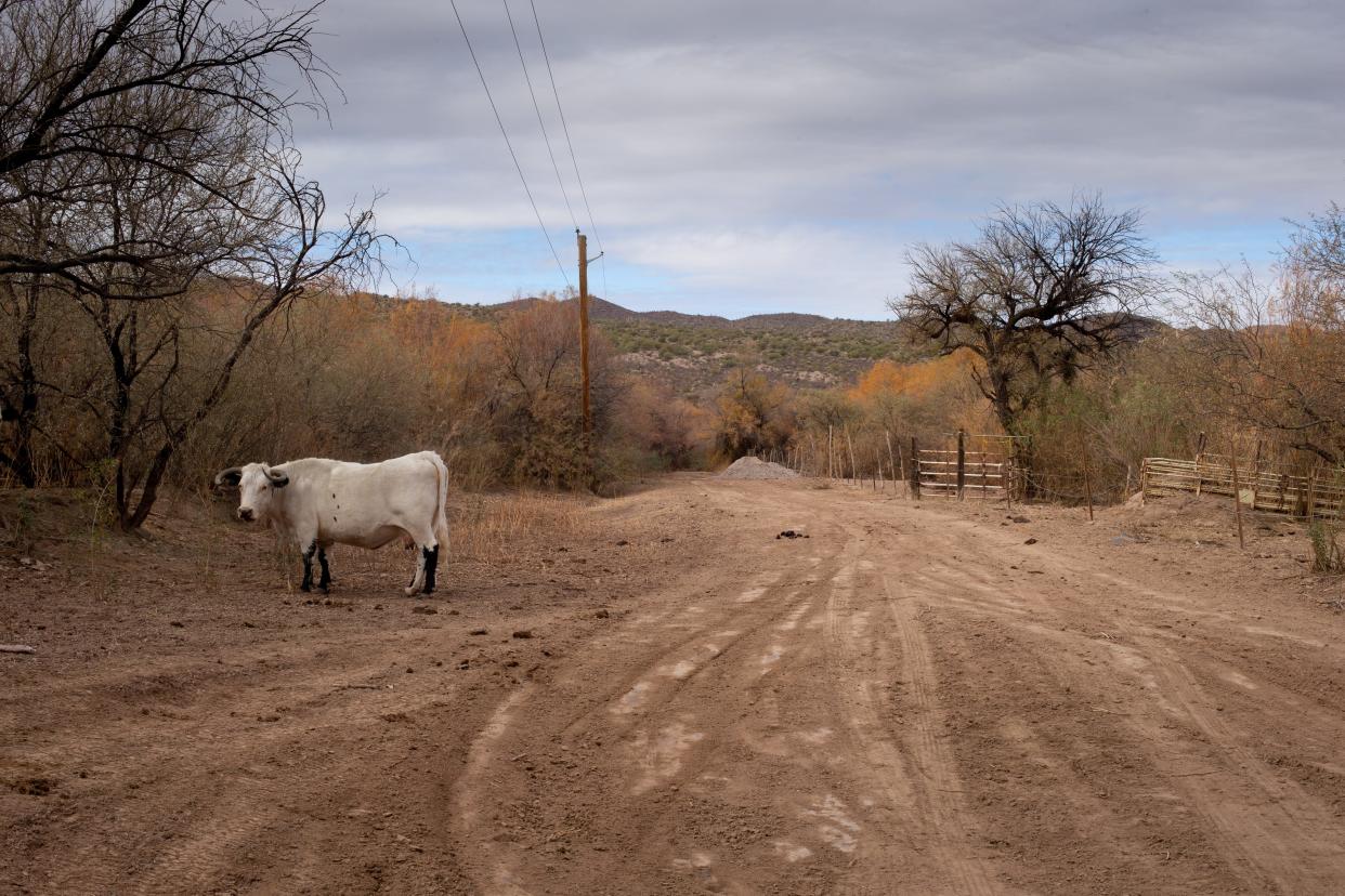 Cattle wander along Palomita Road in the San Pedro River floodplain, where a berm was built several years ago and was later removed.