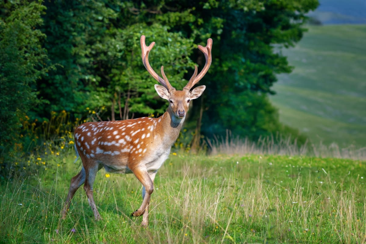 A white-tailed stag standing in a clearing<p>Volodymyr Burdiak via Shutterstock</p>