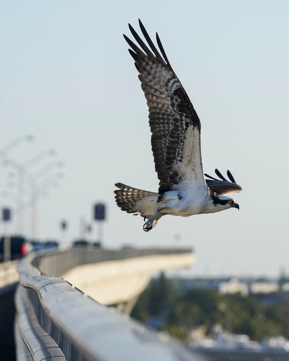 An osprey takes off from the Roosevelt Bridge towards the 49th annual Stuart Boat Show on Friday, Jan. 13, 2023. The show features over 205 local, national and international exhibitors displaying hundreds of boats in-water and on land. The event continues Saturday from 10 a.m. to 6 p.m and Sunday from 10 a.m. to 5 p.m.
