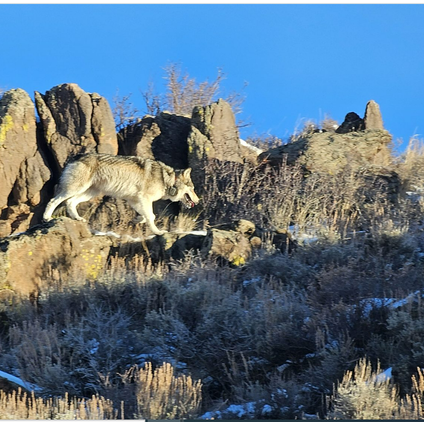 This is believed to be one of the first wolves released into Colorado as part of its reintroduction program. The photo was taken southwest of Kremmling, Colo., on Jan. 2, 2024.