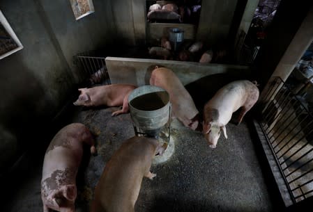 Pigs are seen at a farm outside Hanoi