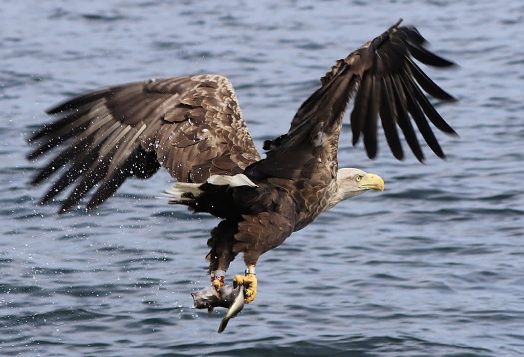 New study commissioned by the RSPB reveals economic benefits of sea eagle tourism on the Isle of Mull (Amanda Ferguson on behalf of RSPB/PA)