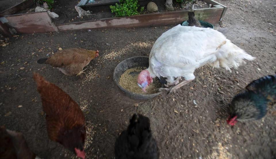 Romeo, a large male turkey seen eating feed with several chickens, was saved from the dinner table by Lilly’s Animal Sanctuary in Arroyo Grande. The organization is partnering with Leaders for Ethics, Animals and the Planet to host local students interested in animal welfare.