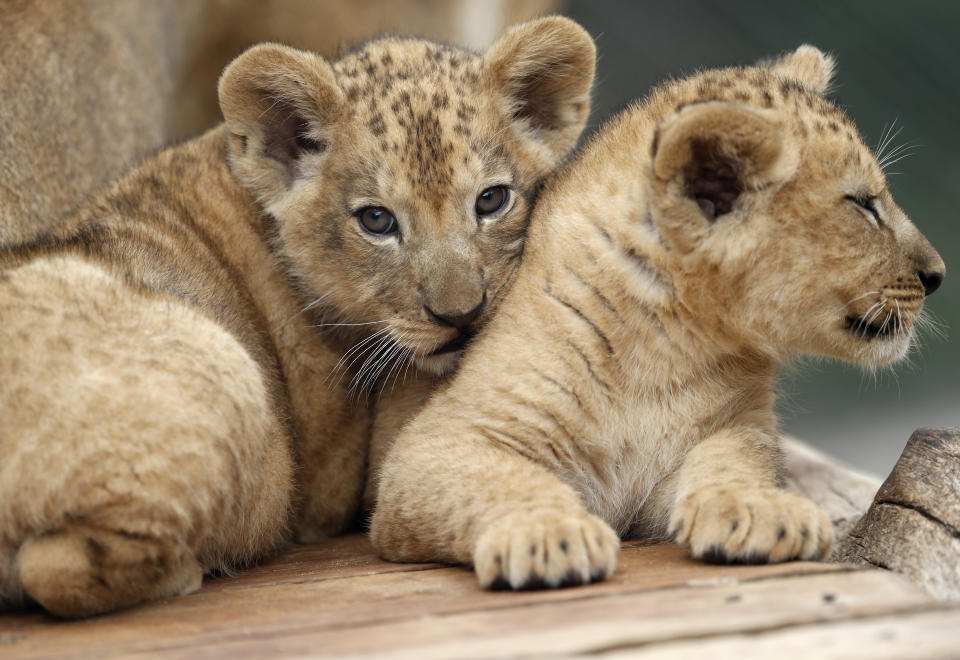 Two Barbary lion cubs rest in their enclosure at the zoo in Dvur Kralove, Czech Republic, Monday, July 8, 2019. Two Barbary lion cubs have been born in a Czech zoo, a welcome addition to a small surviving population of a rare majestic lion subspecies that has been extinct in the wild. A male and a female that have yet to be named were born on May 10 in the Dvur Kralove safari park. (AP Photo/Petr David Josek)