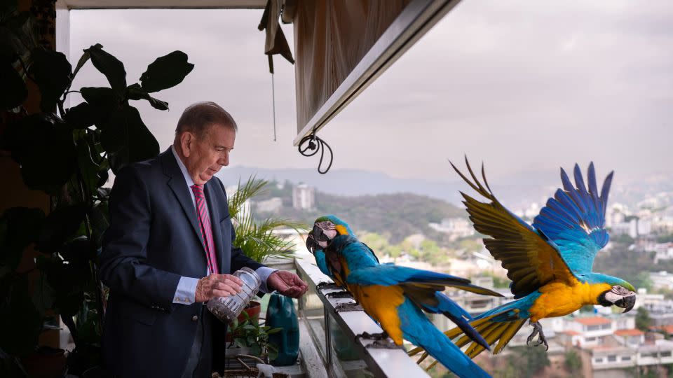 Edmundo Gonzalez Urrutia, Venezuela's new opposition candidate, feeds birds at his home in Caracas on Wednesday, April 24. - Gaby Oraa/Bloomberg/Getty Images