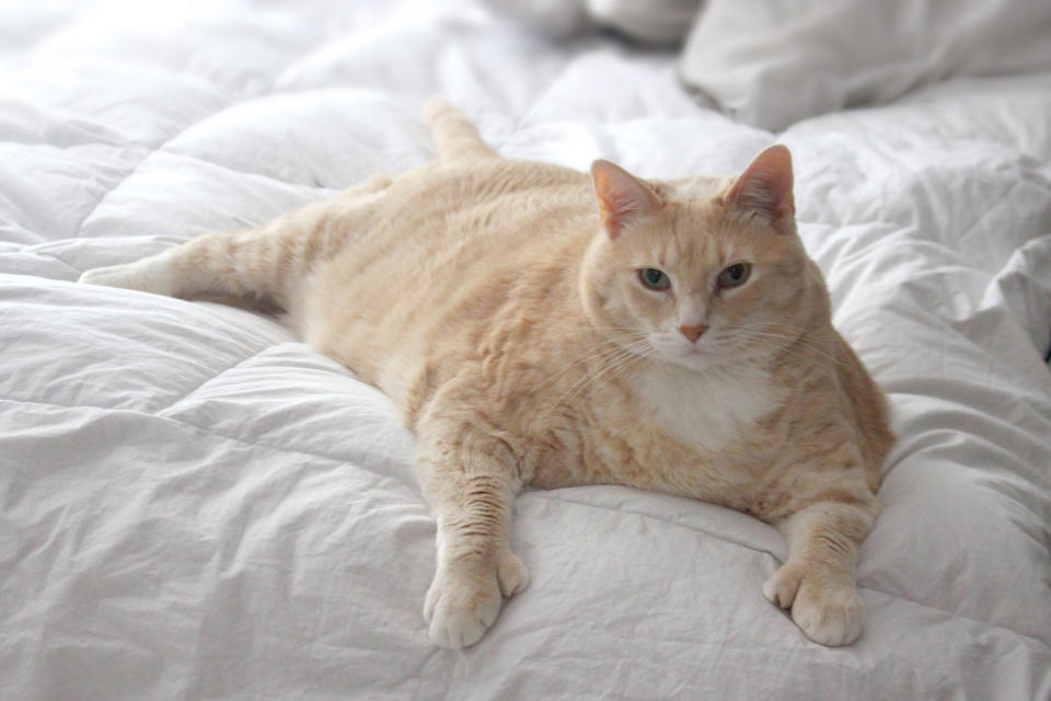 Real-life Garfield fat cat