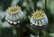 <p>Lanced poppy bulbs are shown in a field during a military operation in the municipality of Coyuca de Catalan, Mexico, April 18, 2017. (Photo: Henry Romero/Reuters) </p>